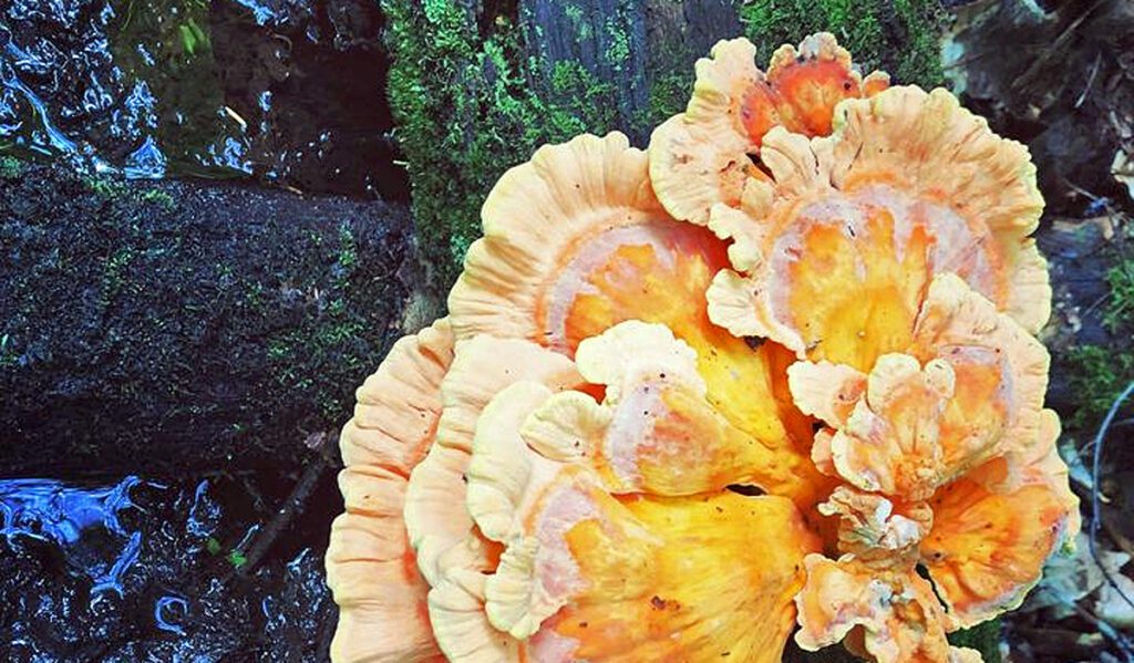 A Chicken of the Woods (nutritional facts)