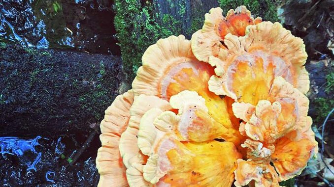 A Chicken of the Woods (nutritional facts) A Chicken of the Woods (nutritional facts)
