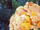 A Chicken of the Woods (nutritional facts)