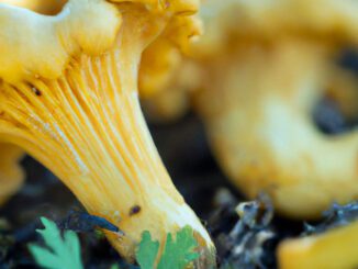 How to grow chanterelles