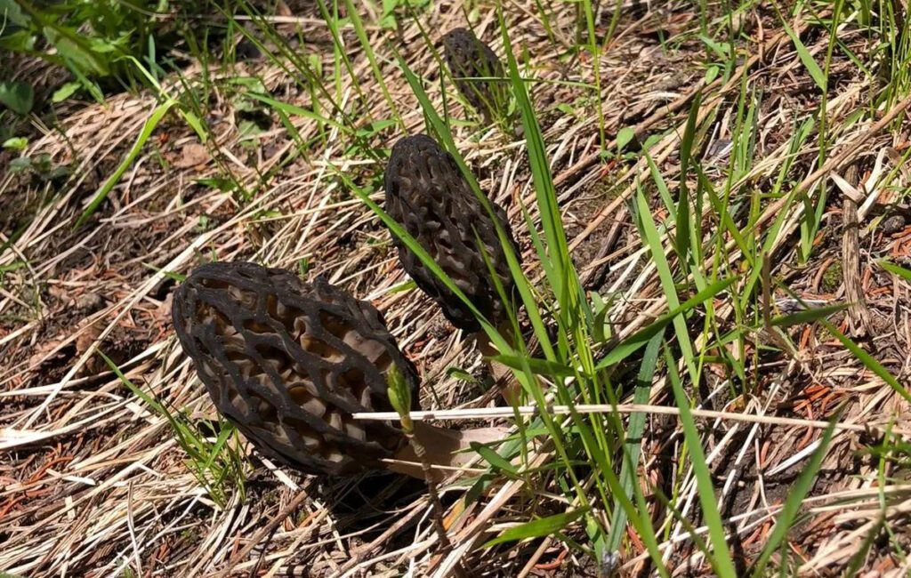 How to pick a Morel mushroom