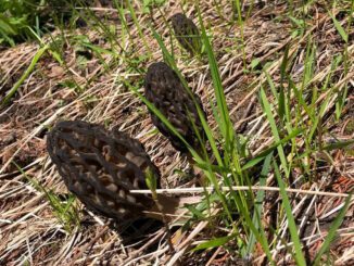 How to pick a Morel mushroom