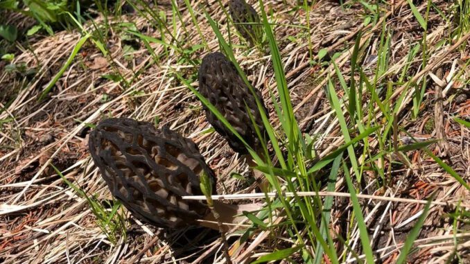 How to pick a Morel mushroom