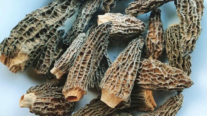 How to rehydrate dried morel mushrooms