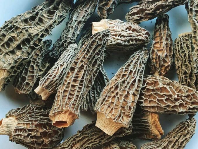 Morel season when do they grow? MushroomStalkers