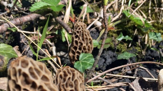 Morels on sandy soil