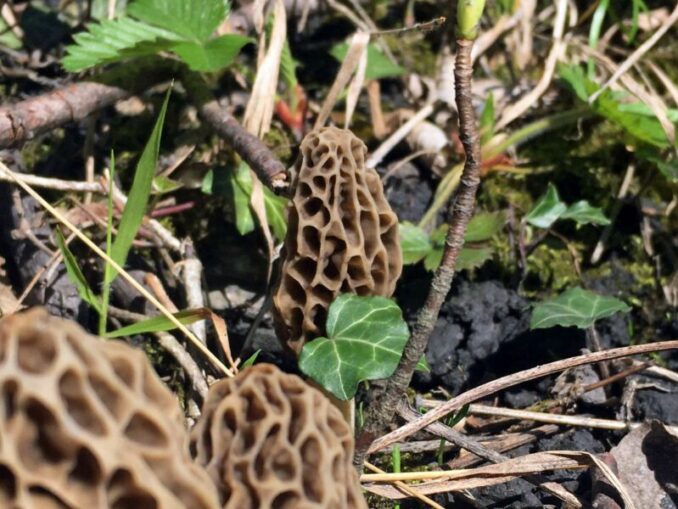 Morel season when do they grow? MushroomStalkers