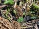 Morels on sandy soil