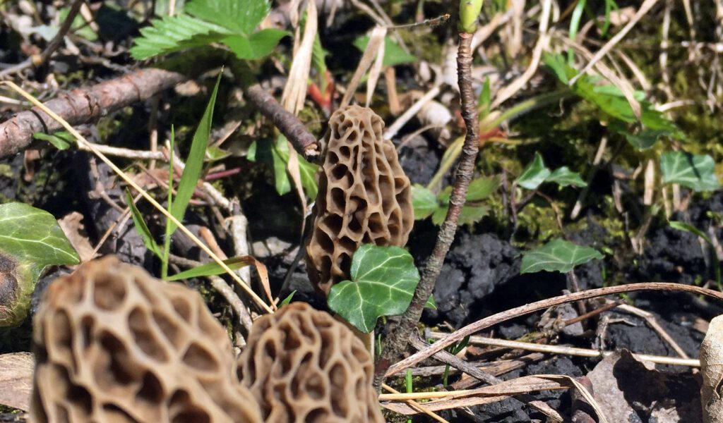 Morels on sandy soil