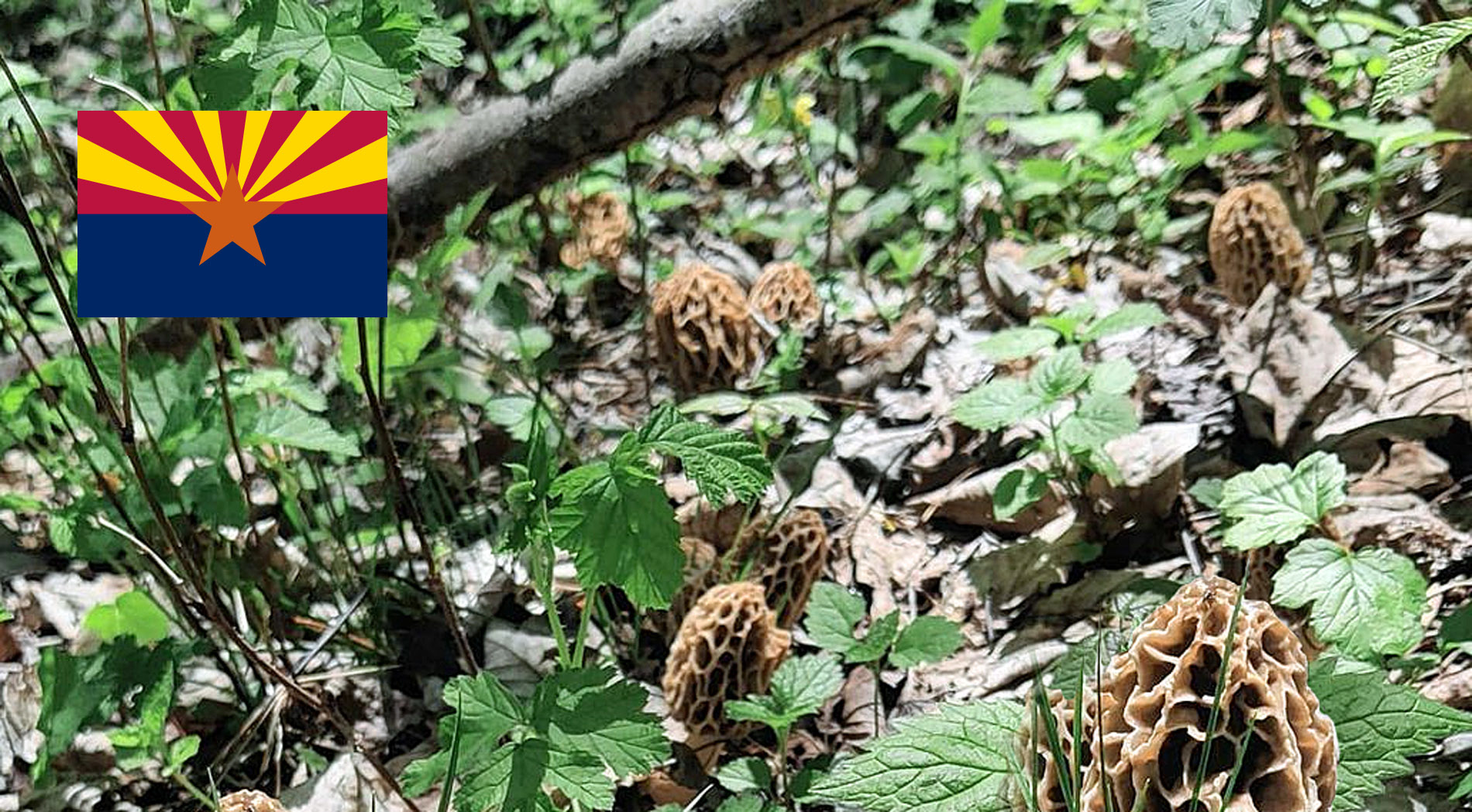 Arizona Mushroom Guide MushroomStalkers