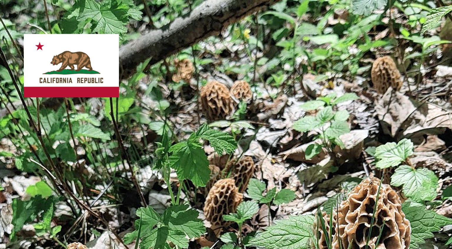 California Mushroom Guide MushroomStalkers