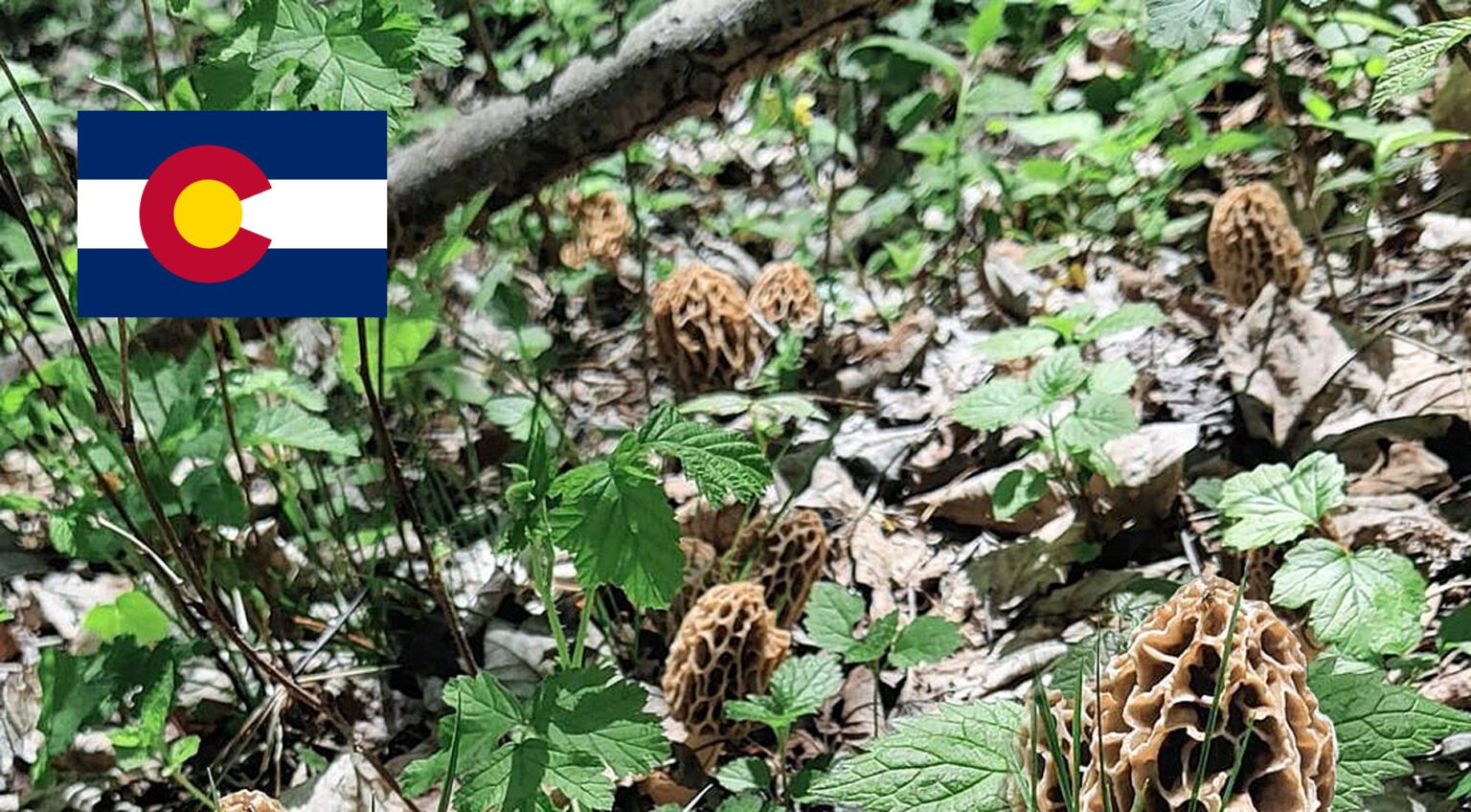 Colorado Mushroom Guide MushroomStalkers