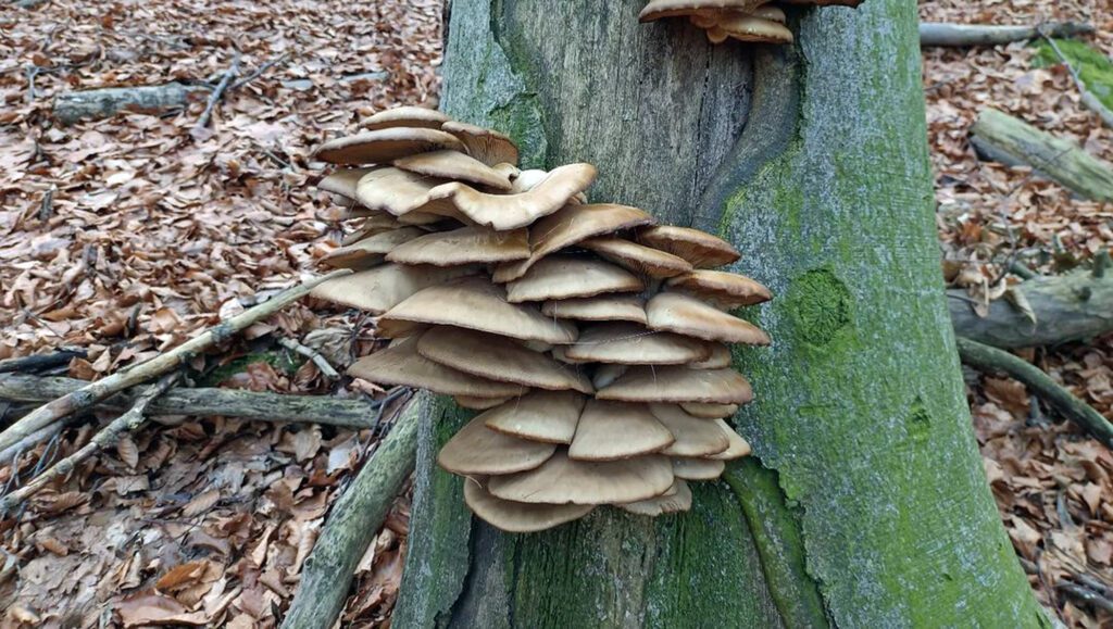 Fall Mushrooms (Oyster mushrooms, here)