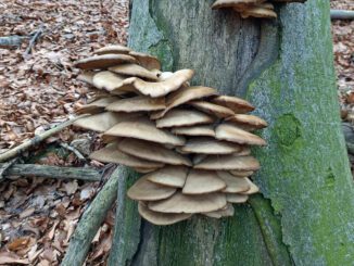 Fall Mushrooms (Oyster mushrooms, here)