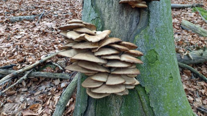 Fall Mushrooms (Oyster mushrooms, here)