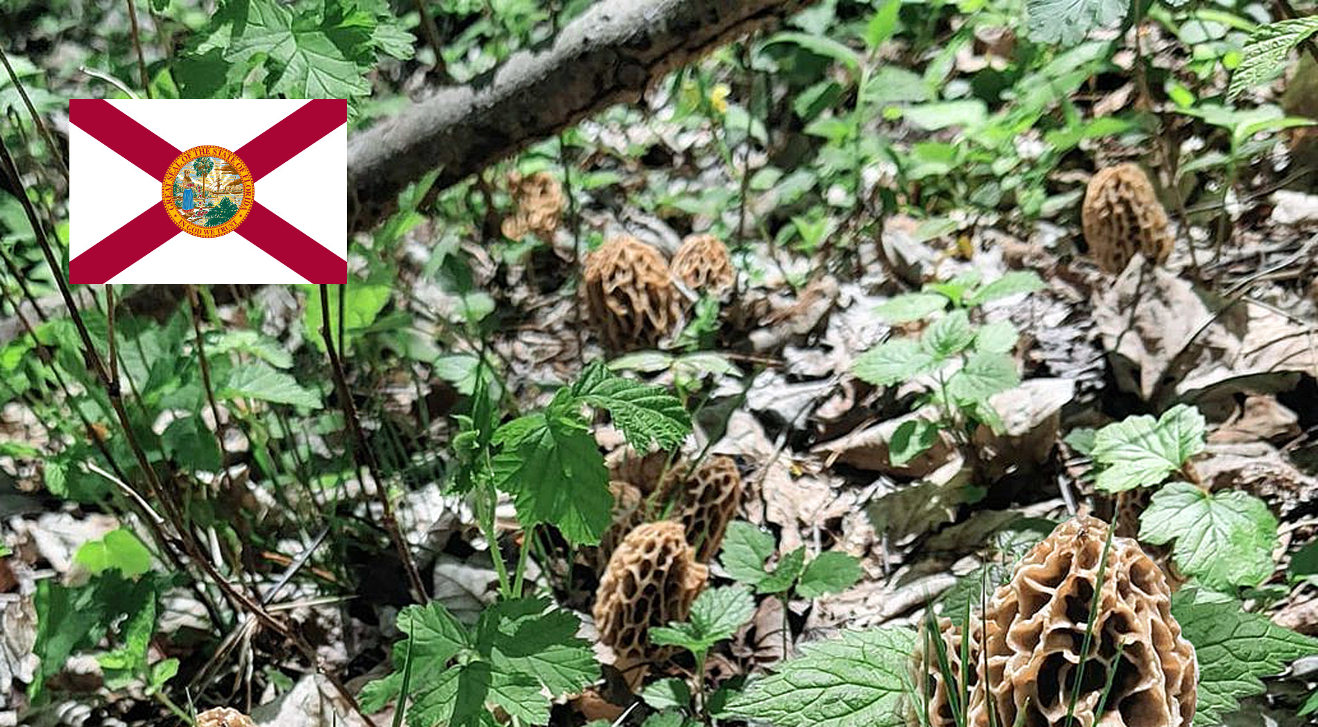 Florida Mushroom Guide MushroomStalkers