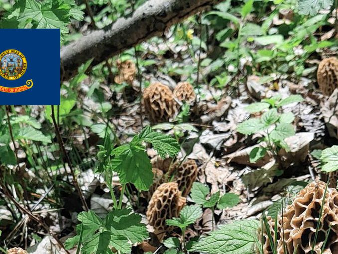 Mushroom Hunting Guide MushroomStalkers