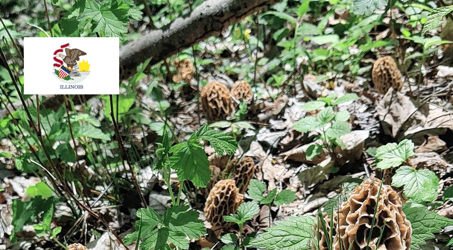 Illinois Mushroom Guide MushroomStalkers