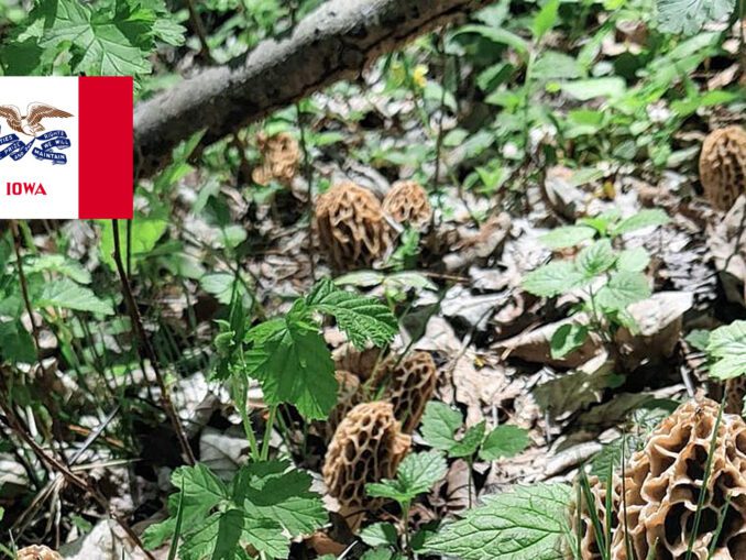 Wisconsin Mushroom Guide MushroomStalkers