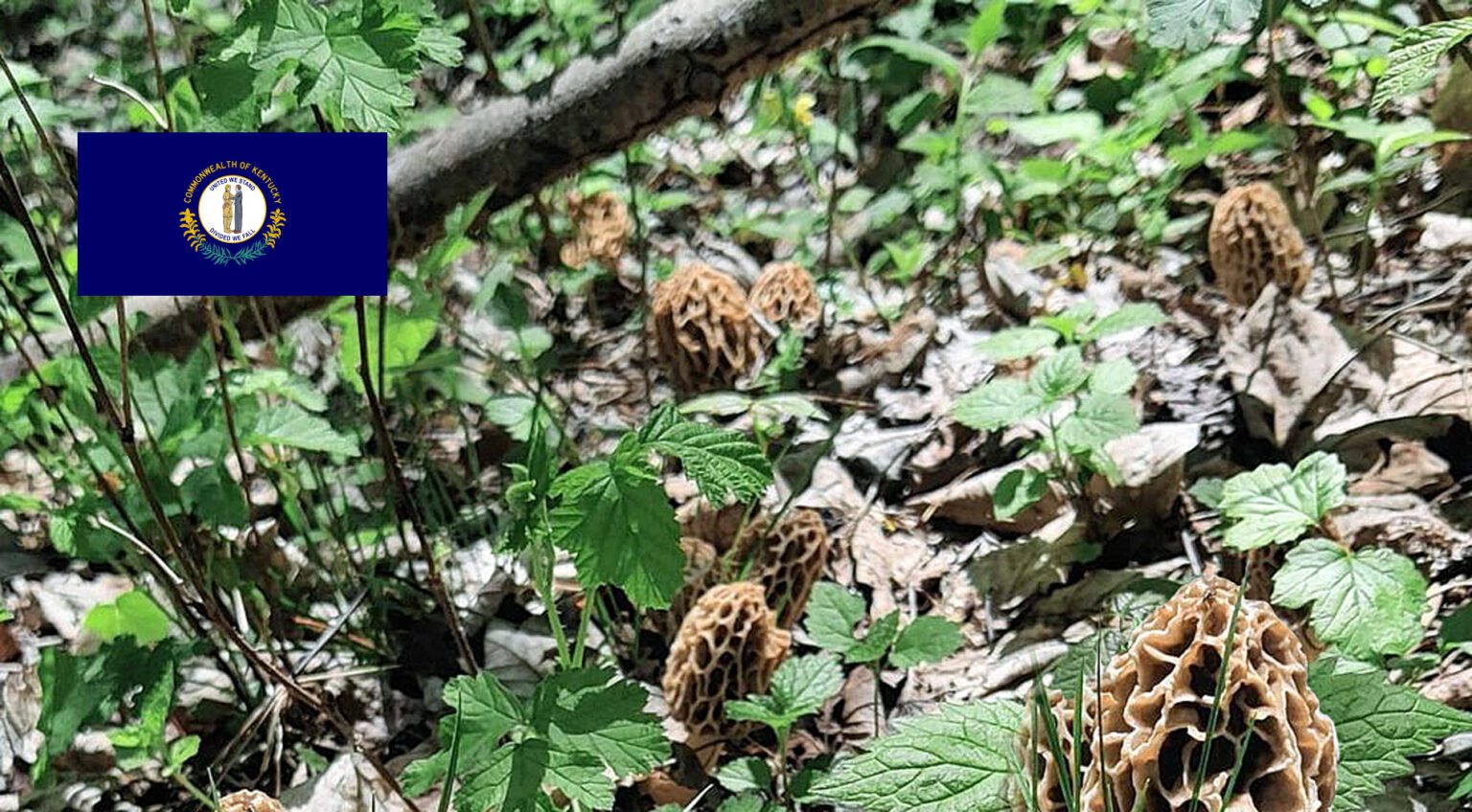 Kentucky Mushroom Guide MushroomStalkers