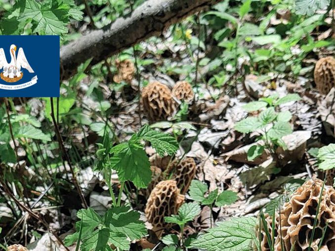 Kentucky Mushroom Guide MushroomStalkers