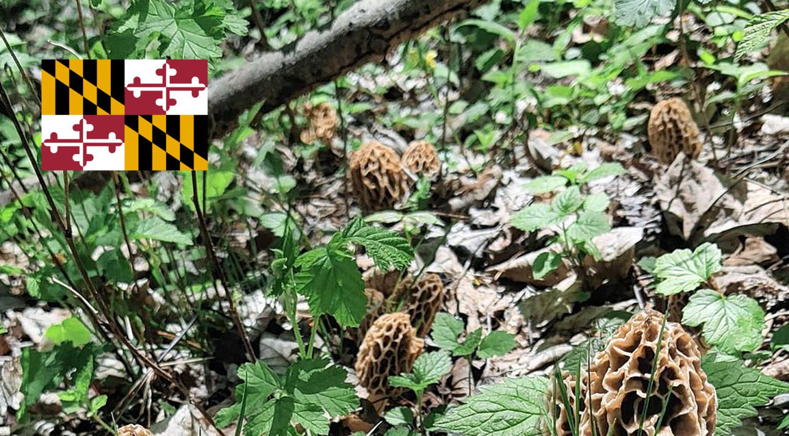 Maryland Mushroom Guide MushroomStalkers