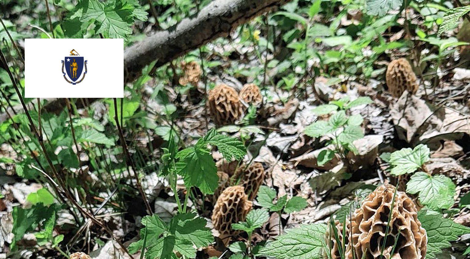 Massachusetts Mushroom Guide MushroomStalkers