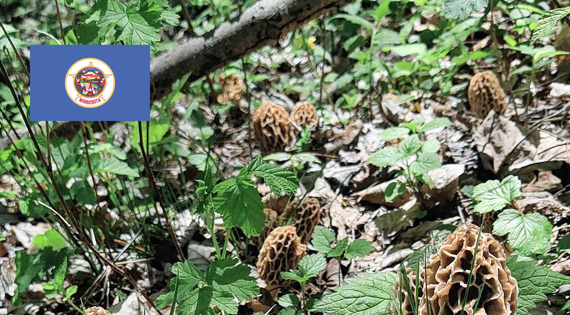 Minnesota Mushroom Guide MushroomStalkers