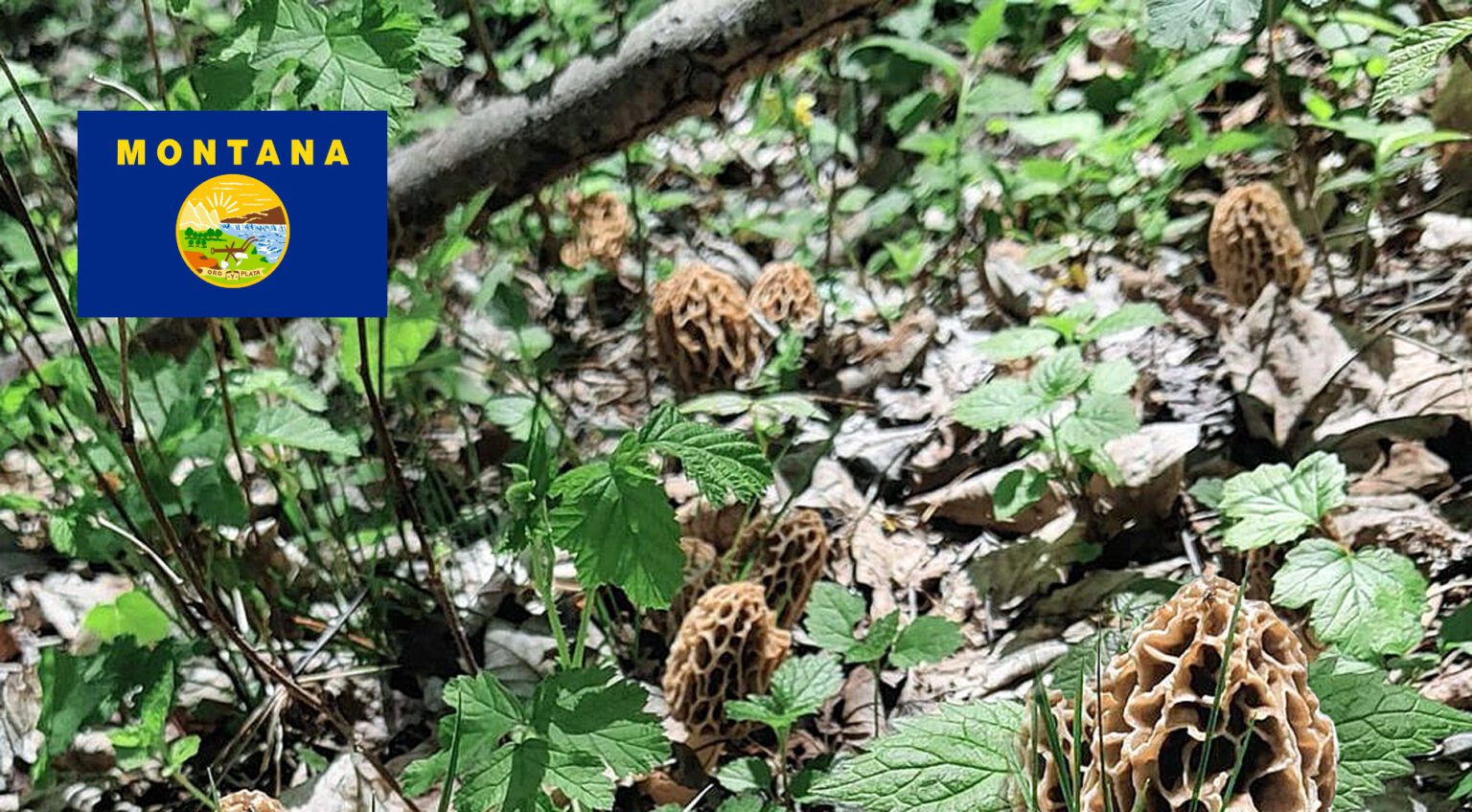Montana Mushroom Guide MushroomStalkers