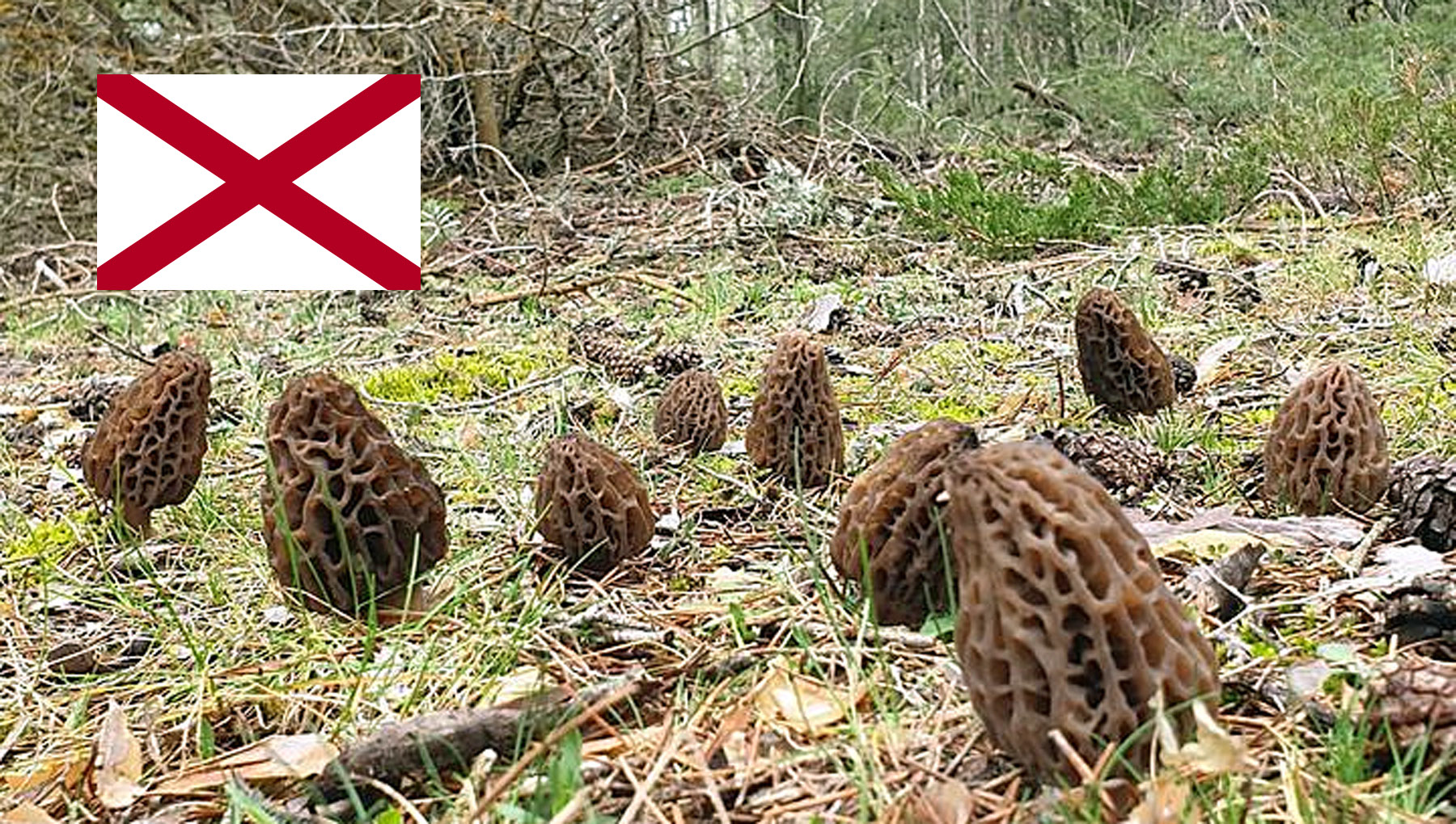 Morel Hunting In Alabama MushroomStalkers
