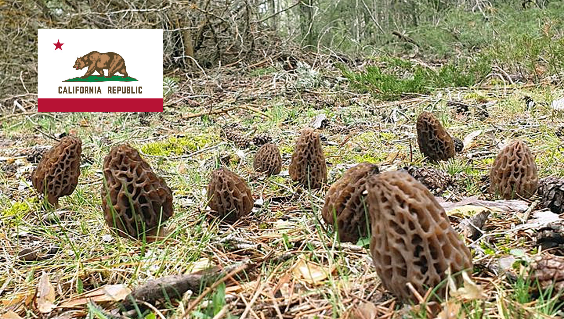 Morel Hunting In California MushroomStalkers