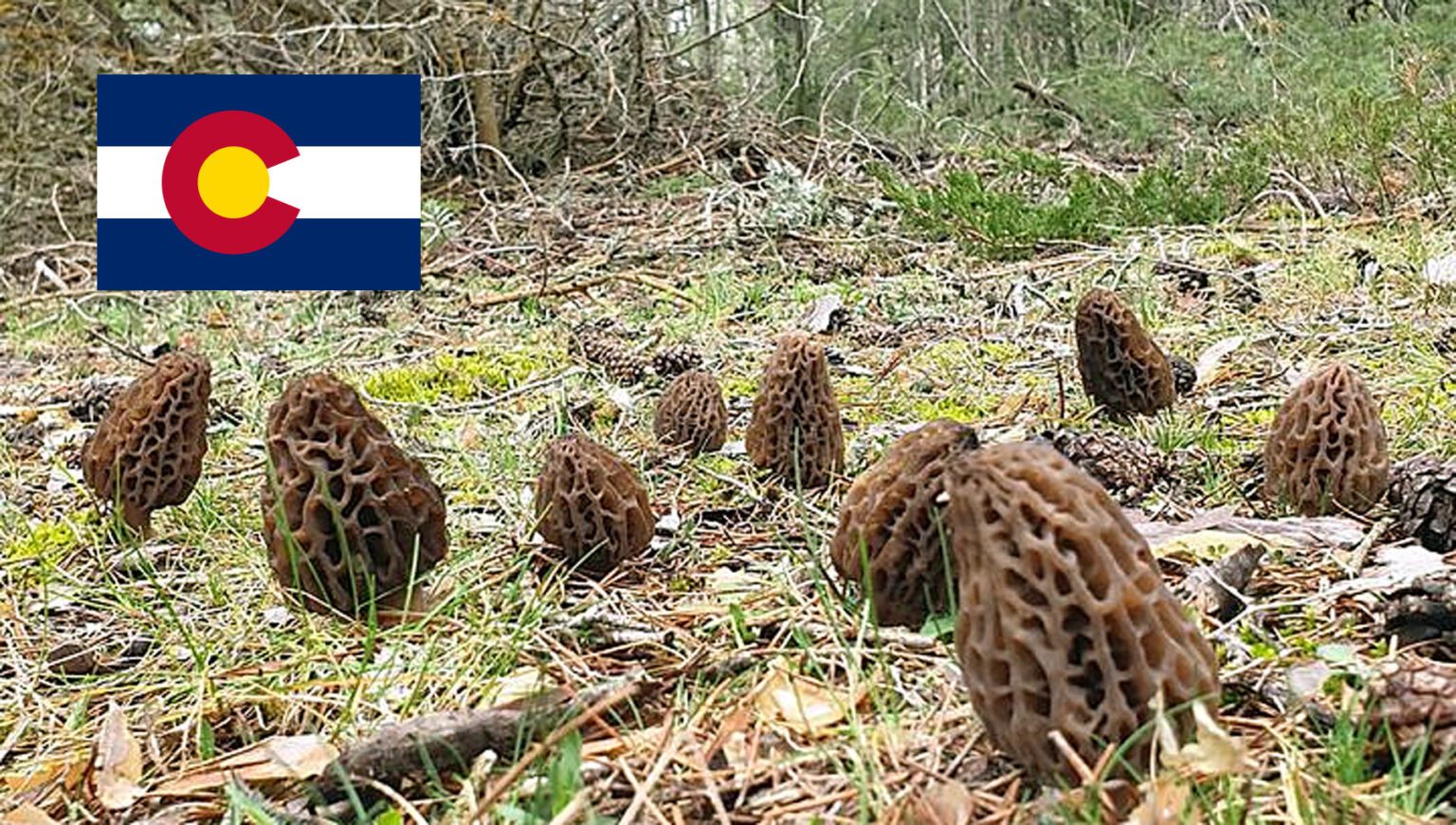 Morel Hunting In Colorado MushroomStalkers
