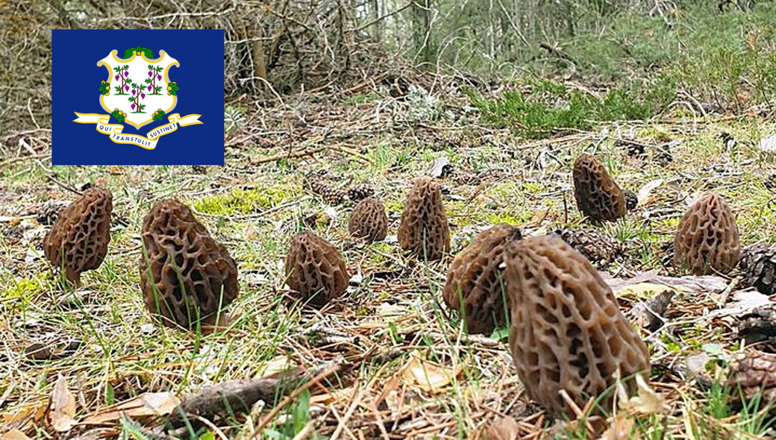 Morel Hunting In Connecticut MushroomStalkers