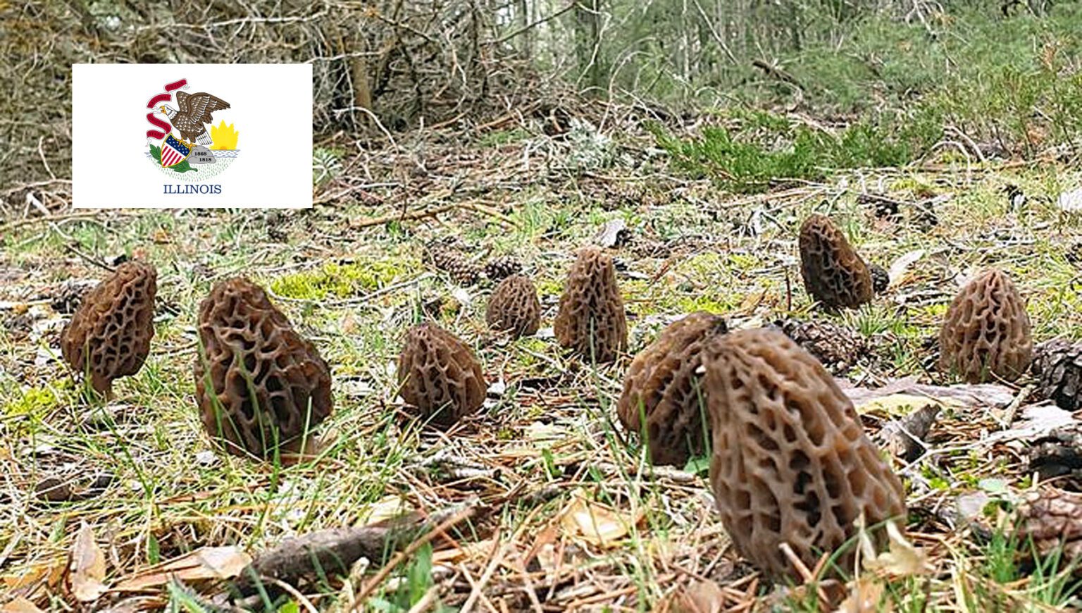 Morel Hunting In Illinois MushroomStalkers - Morel Hunting In Illinois 1536x870 