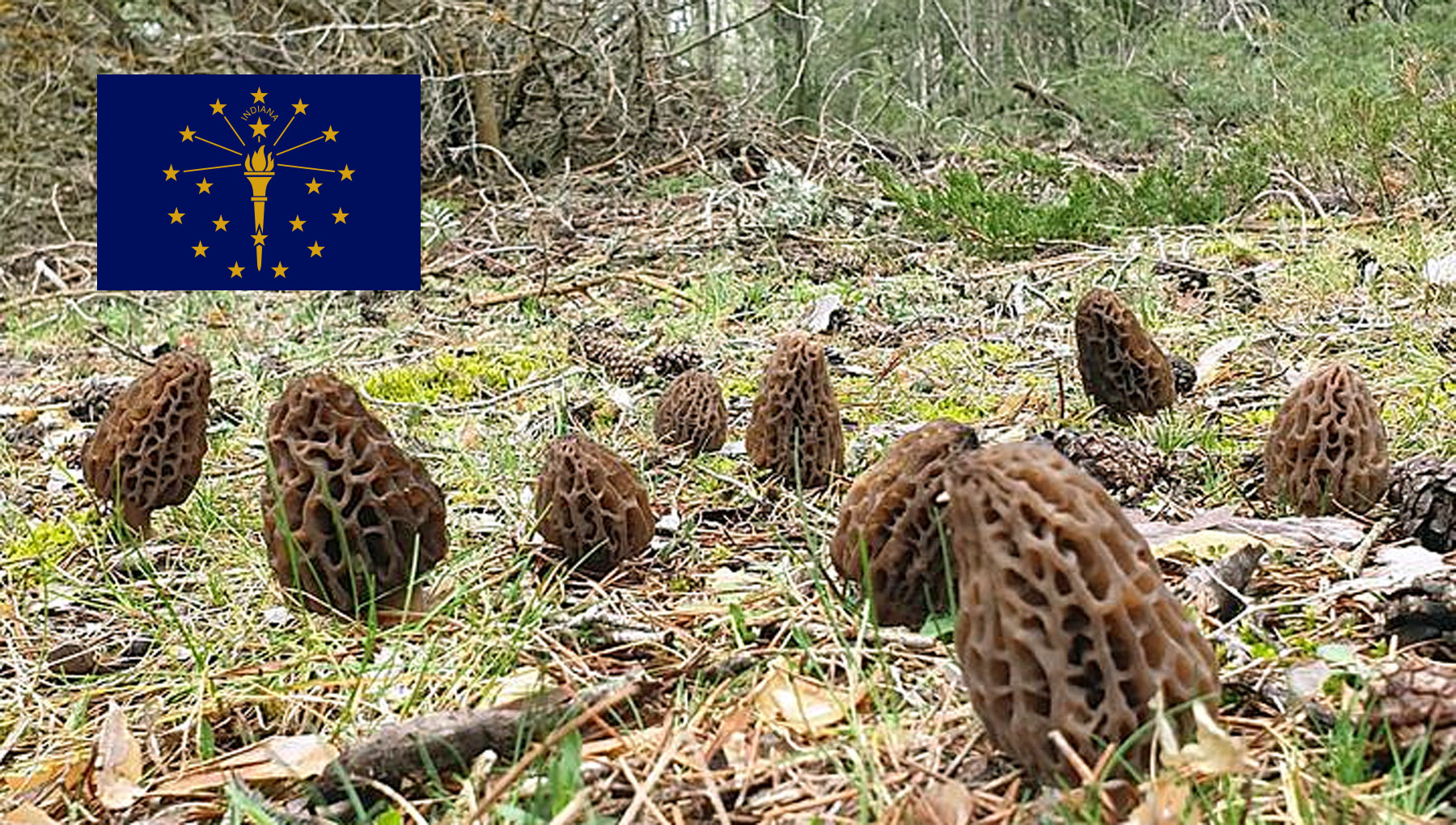 Morel Hunting In Indiana MushroomStalkers