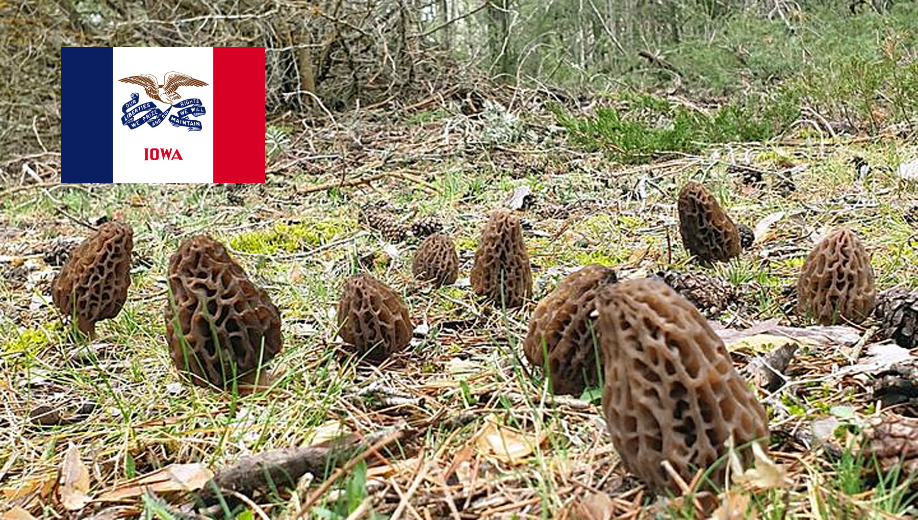 Morel Hunting In Iowa MushroomStalkers