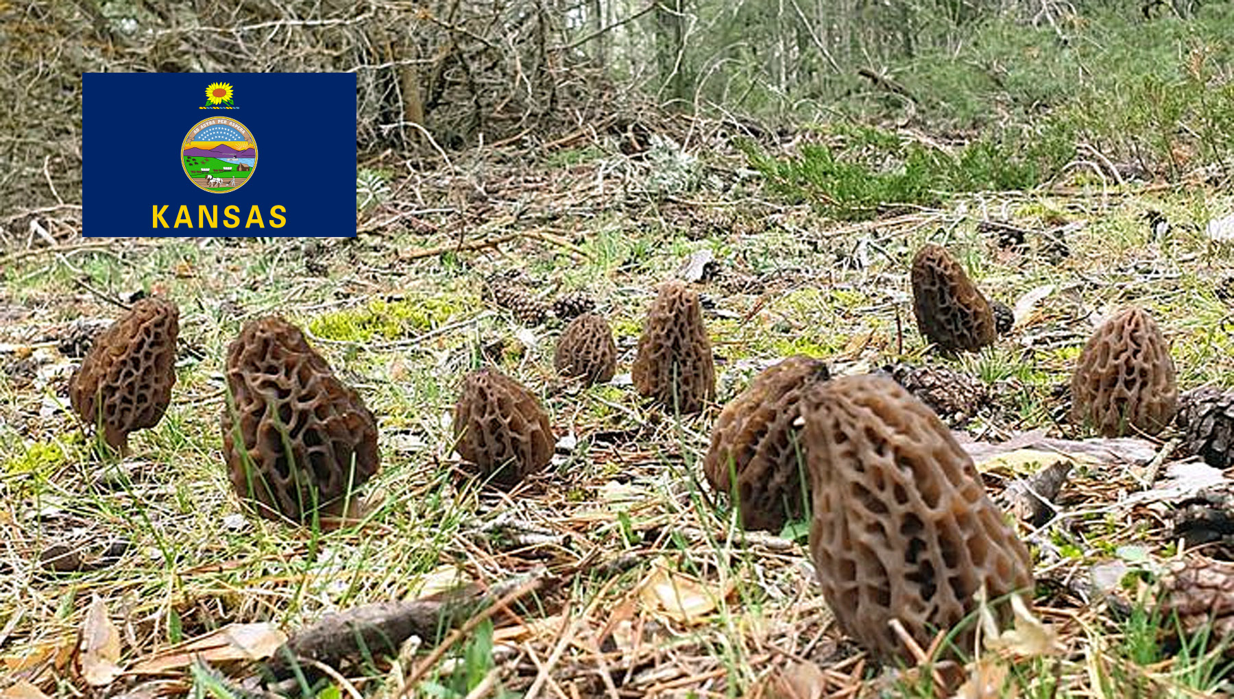 Morel Hunting In Kansas MushroomStalkers