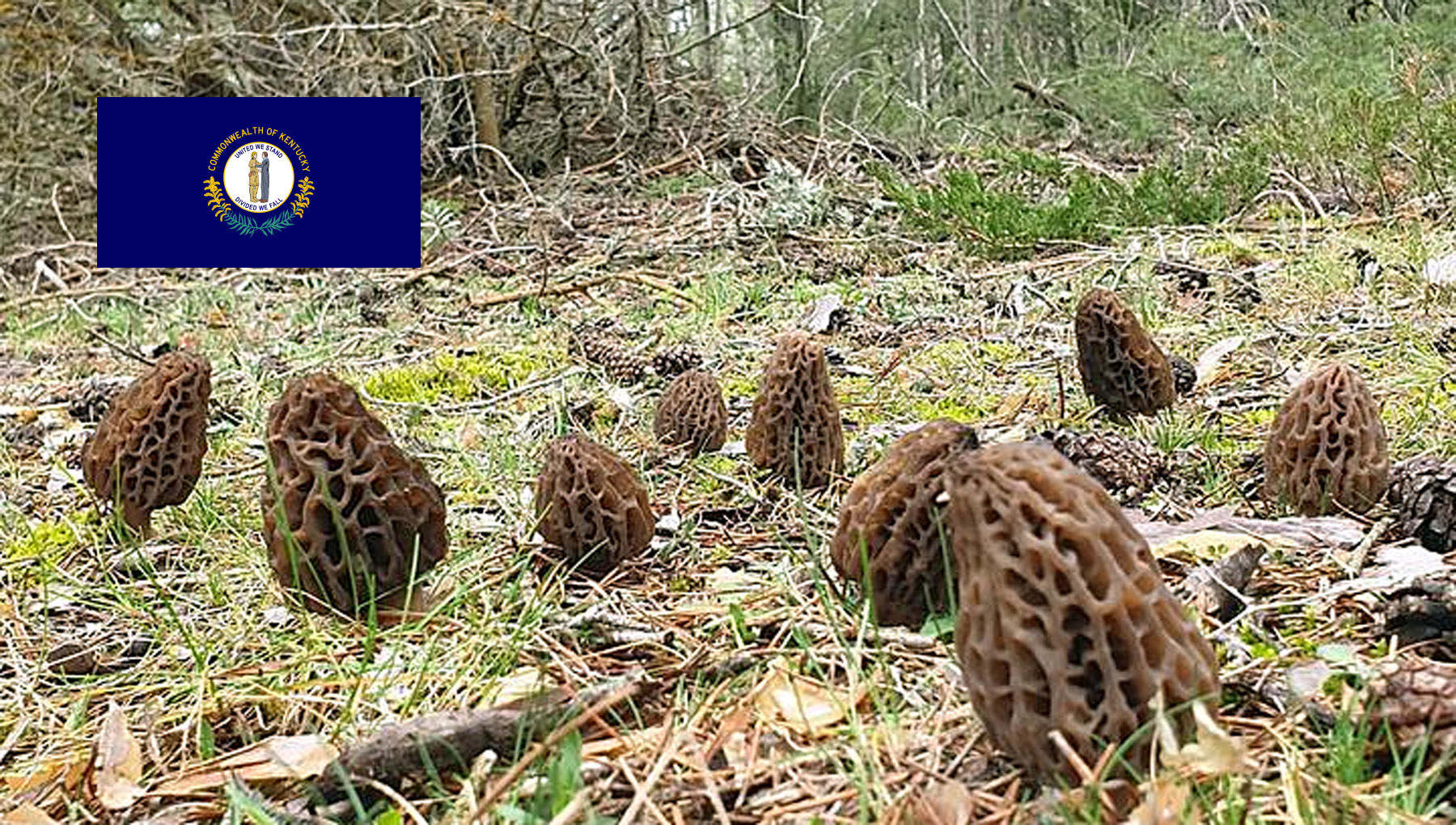 Morel Hunting In Kentucky MushroomStalkers