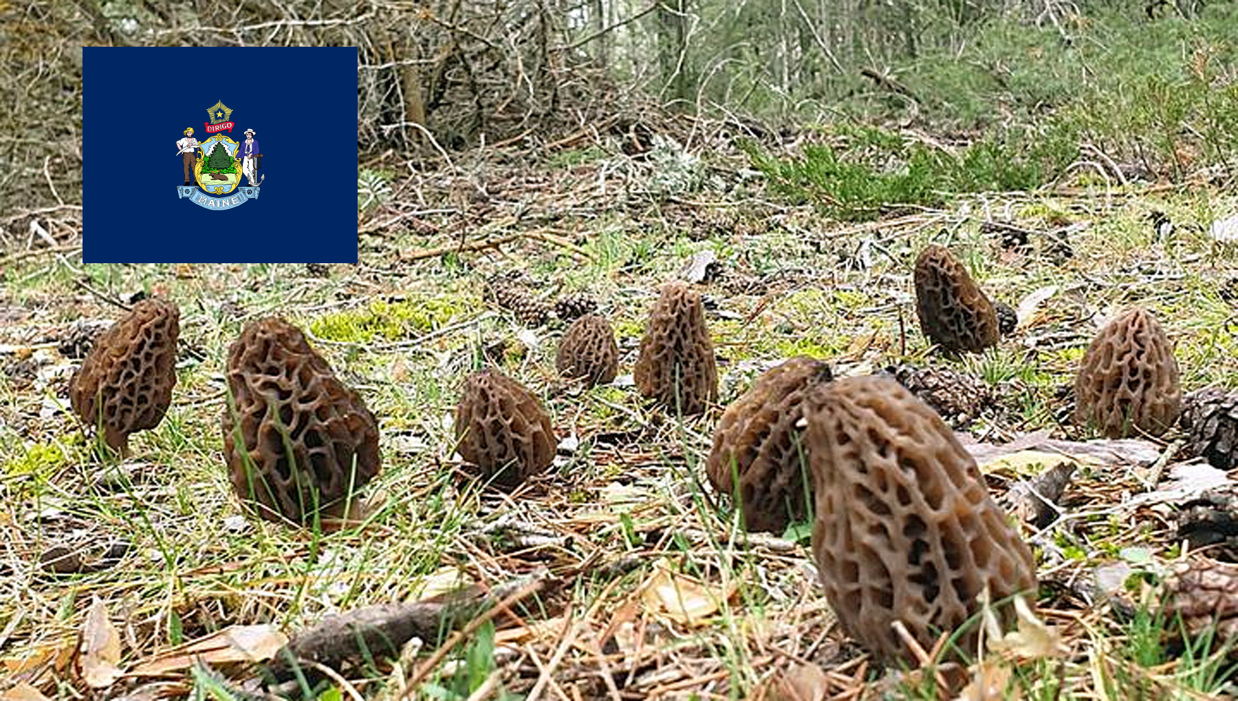 Morel Hunting In Maine MushroomStalkers