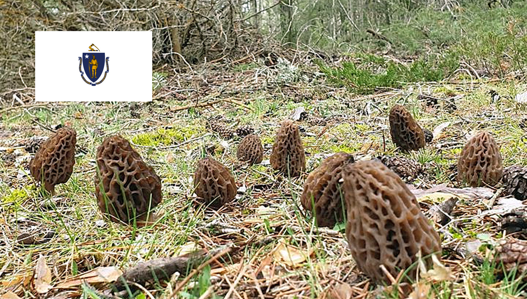 Morel Hunting In Massachusetts MushroomStalkers