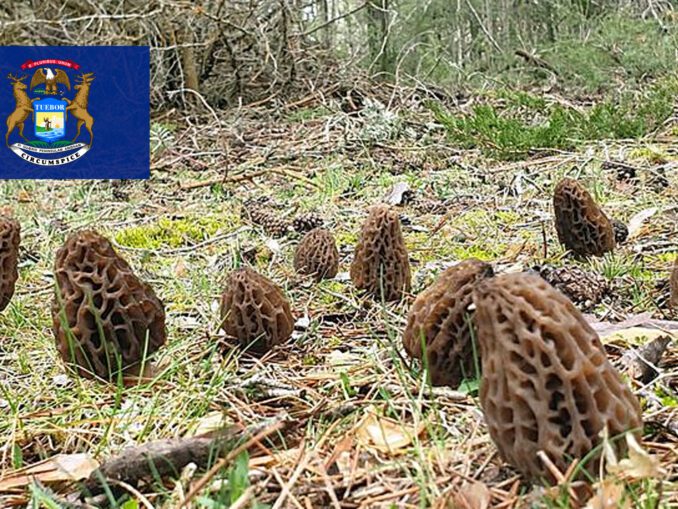 Morel Hunting In Minnesota MushroomStalkers