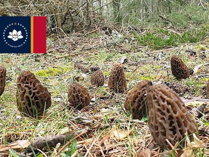 Morel Hunting In Minnesota MushroomStalkers