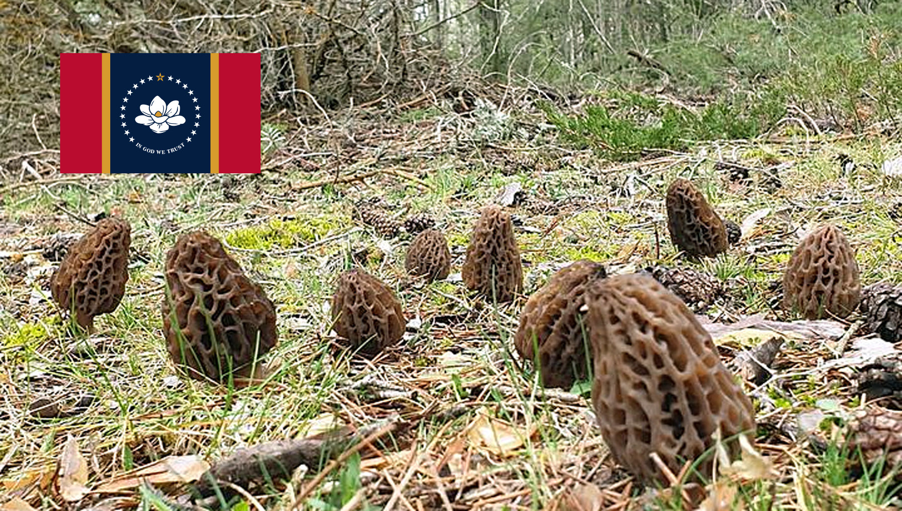 Morel Hunting In Mississippi MushroomStalkers