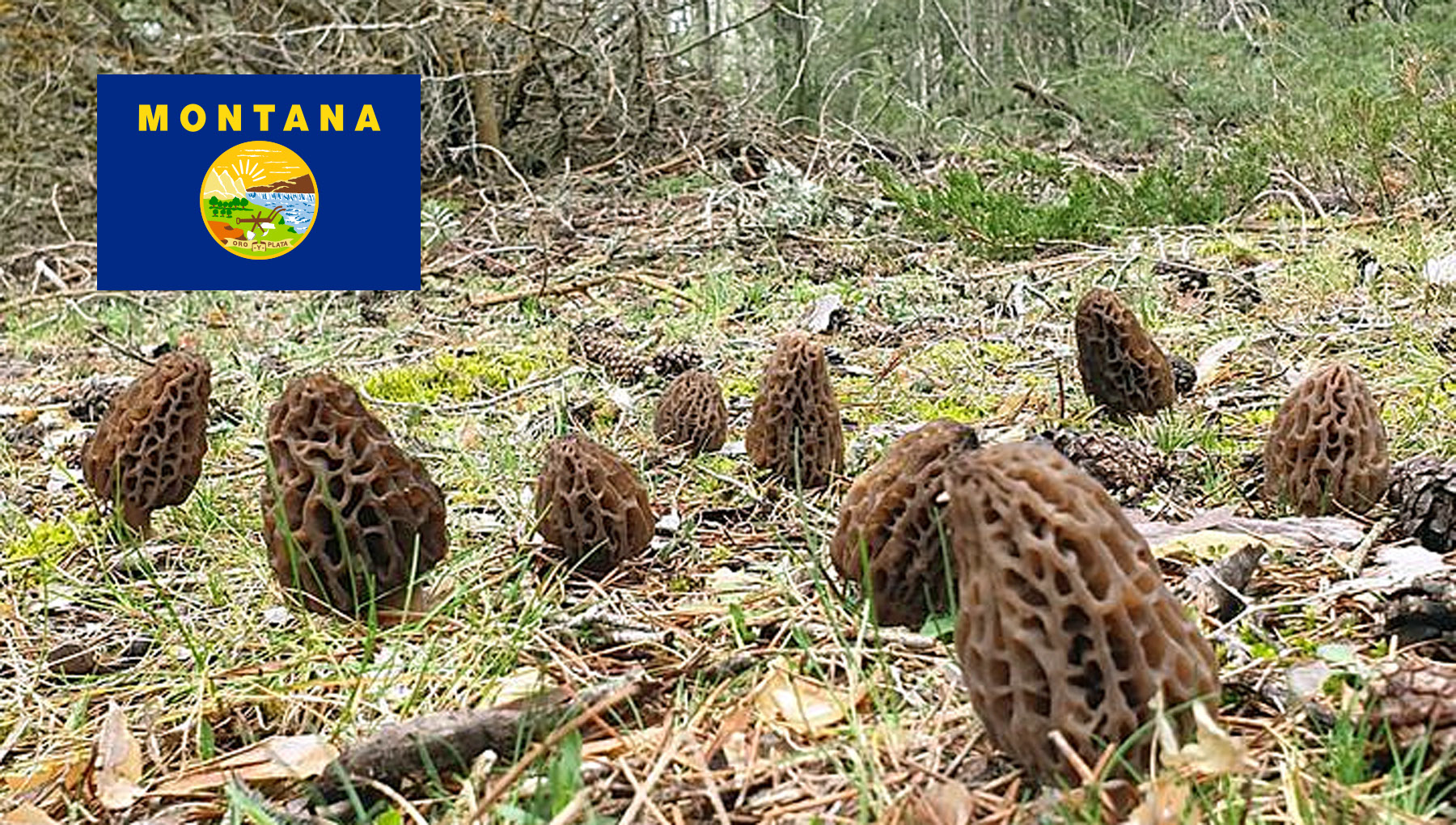 Morel Hunting In Montana MushroomStalkers