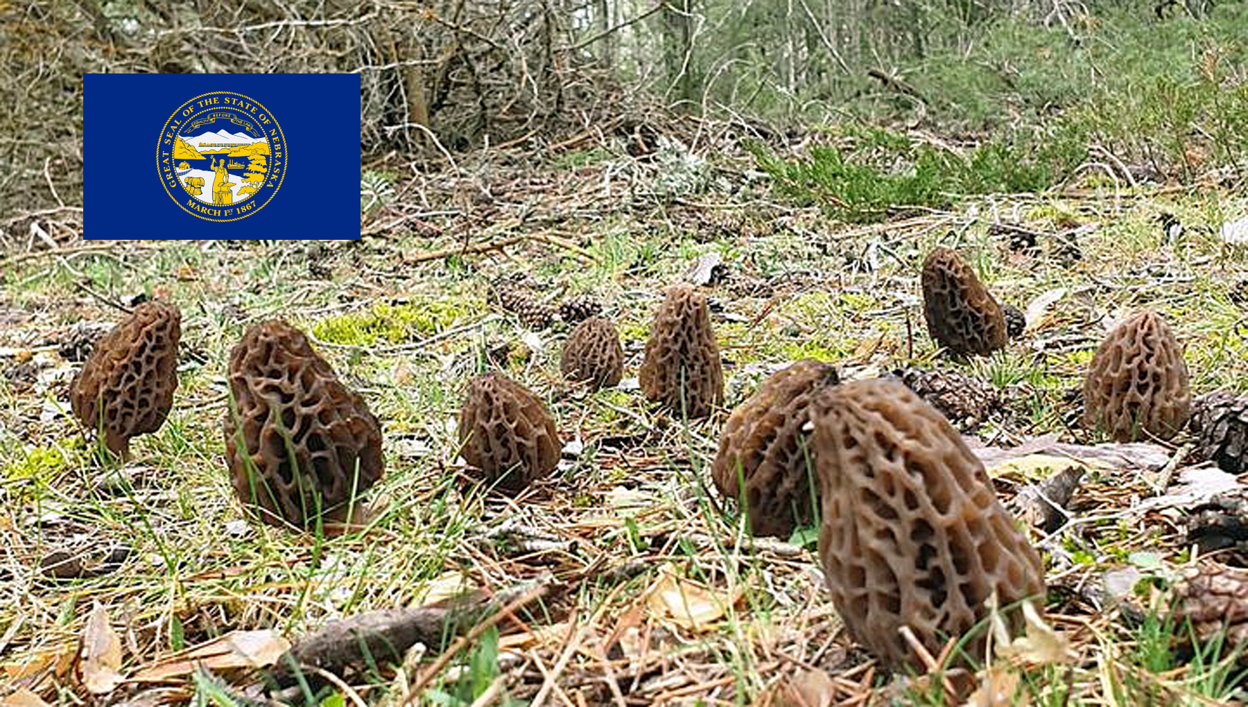 Morel Hunting In Nebraska MushroomStalkers