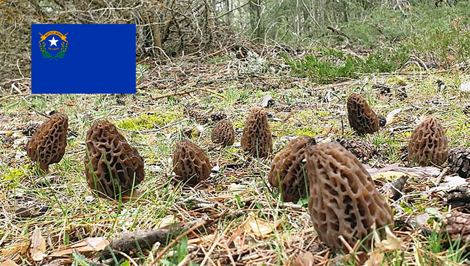 Morel Hunting In Nevada MushroomStalkers