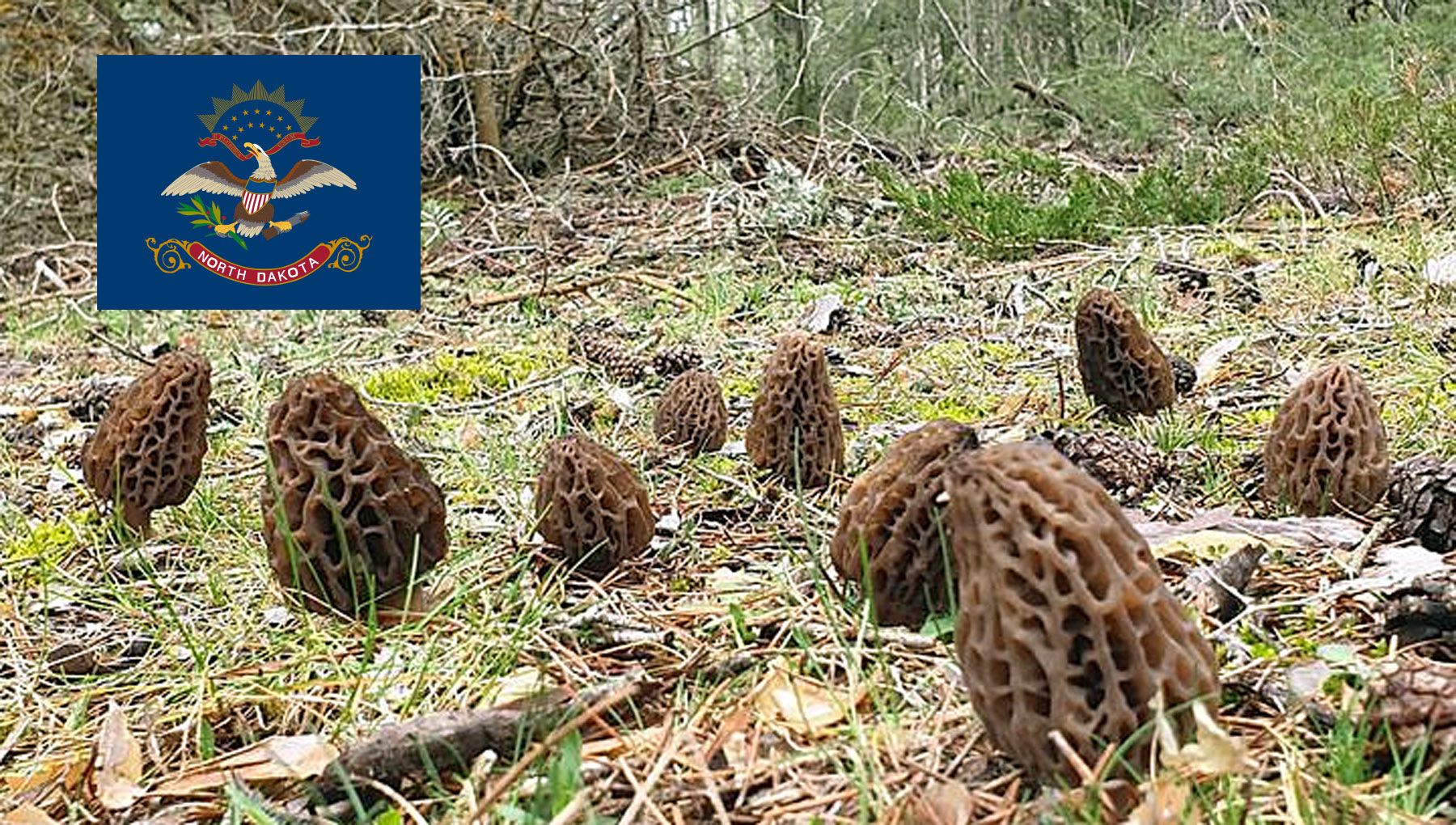 Morel Hunting In North Dakota MushroomStalkers