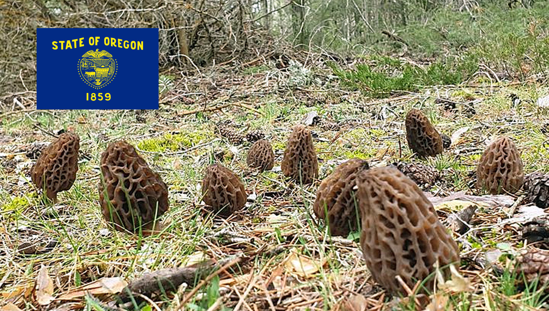 Morel hunting in oregon mushroomstalkers