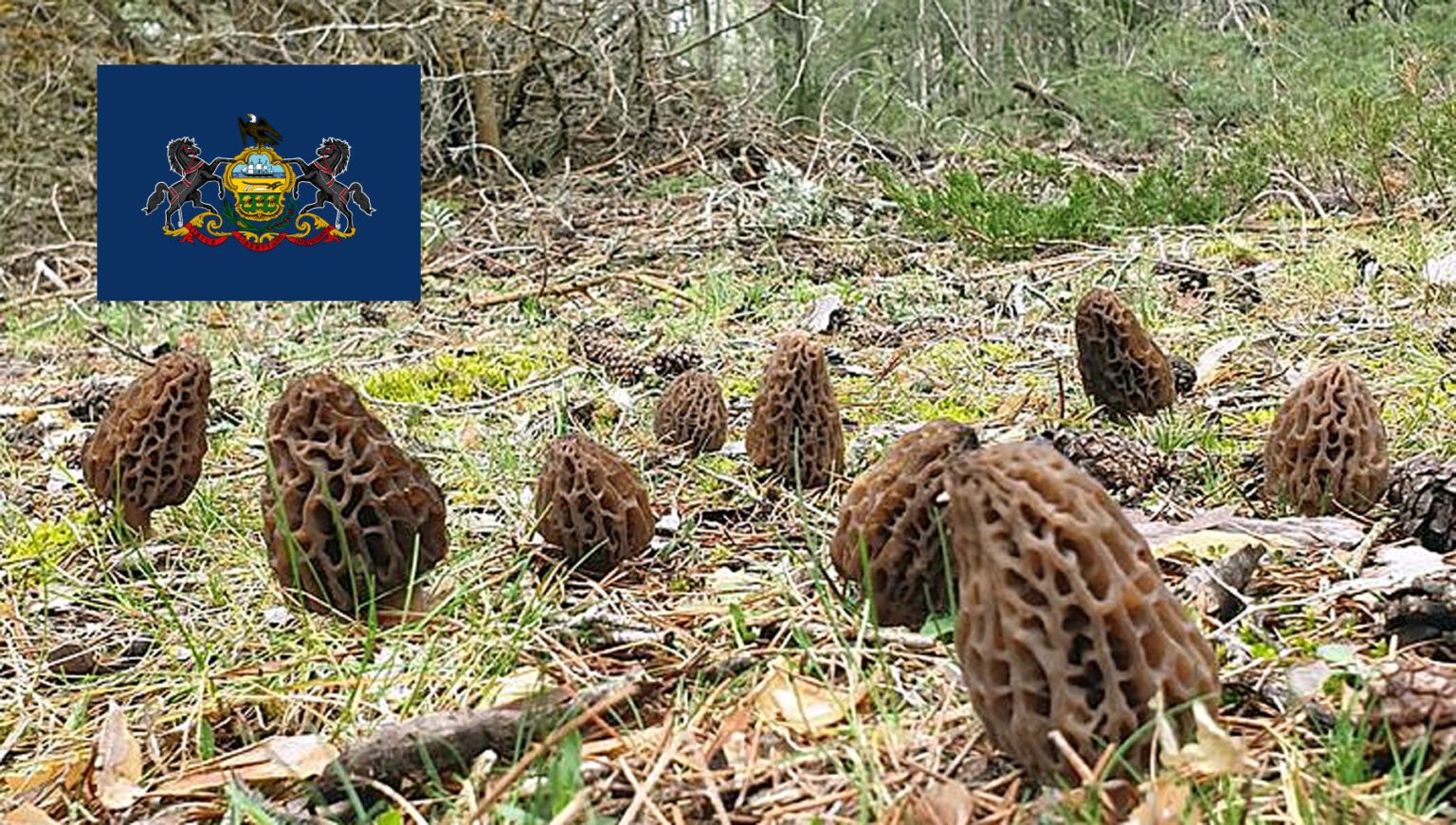 Morel Hunting In Pennsylvania MushroomStalkers