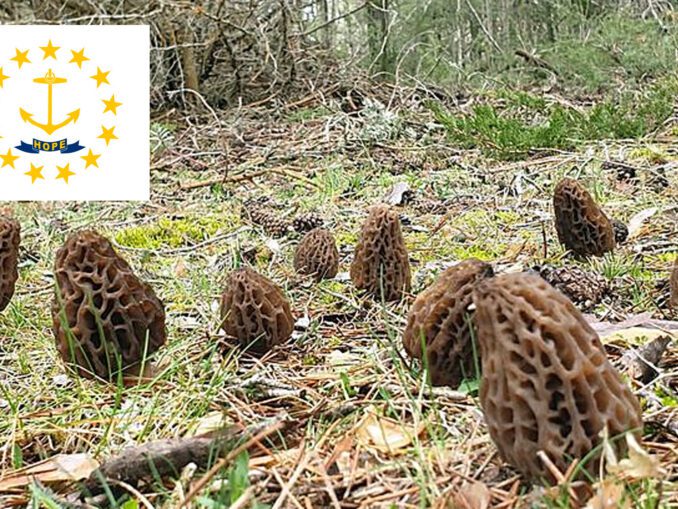 Morel Hunting In Pennsylvania MushroomStalkers